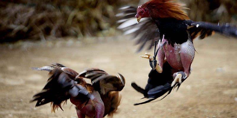 Nắm chắc luật chơi tăng 80% chiến thắng khi cược