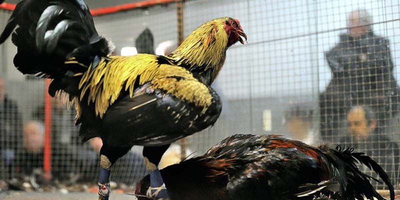 Sơ lược những thông tin cần nắm về hình thức đá gà